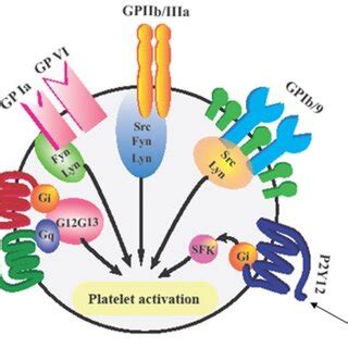 Platelet specific alloantigens on the platelet glycoprotein Ia/IIa ...